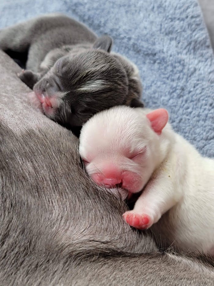 Close-up of two adorable newborn puppies sleeping peacefully on a soft blanket.