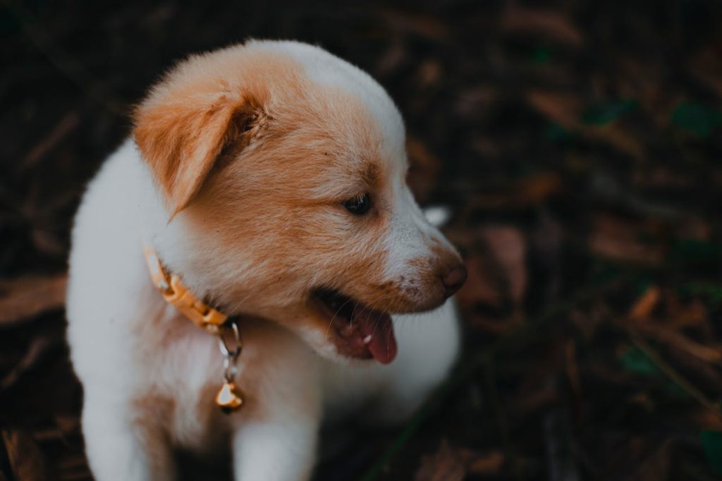 Close-up of a cute puppy outdoors, playfully sticking its tongue out among leaves.