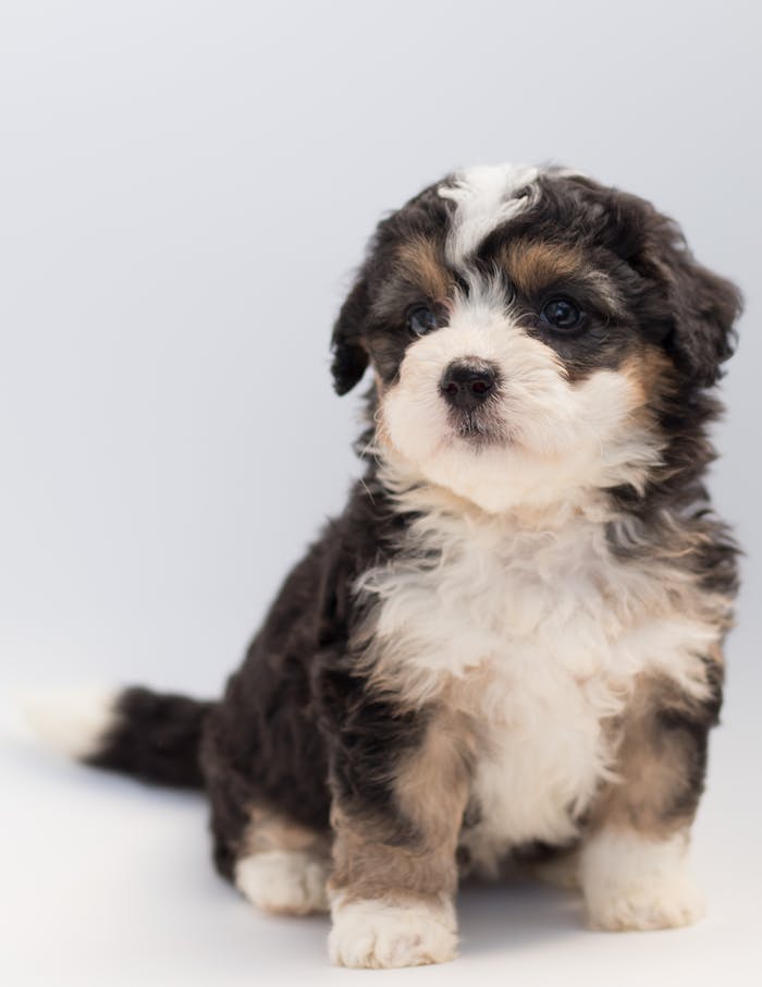 Cute Bernese Mountain Dog puppy sitting on a white background, looking curious.