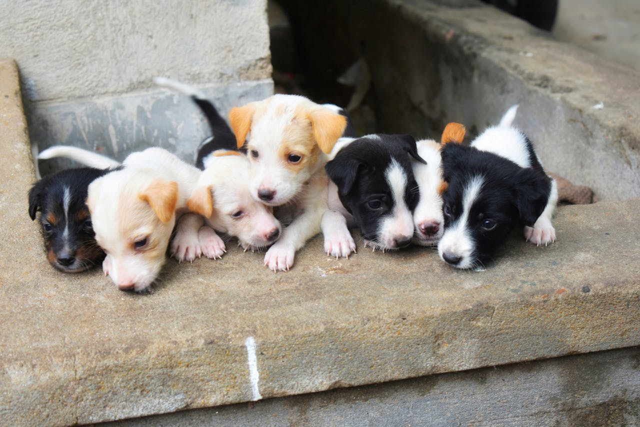 A close-up shot of six adorable puppies resting together on a stone surface.