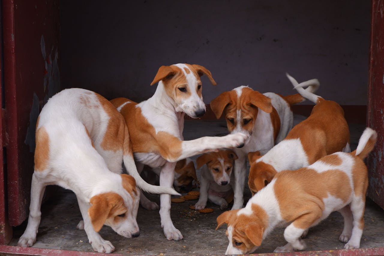 A group of adorable puppies playing together inside a shelter, showcasing their innocence and energy.